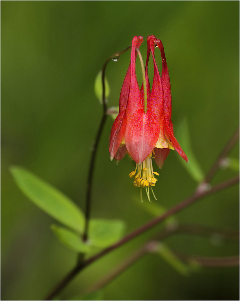 Gheno Rich Eastern Columbine 24 Nature   Botanical   Class A 20260225